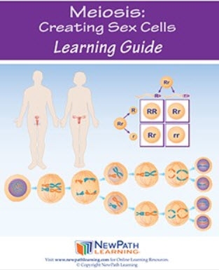  Meiosis: Creating Sex Cells Student Learning Guide - Grades 6 - 10 - Downloadable eBook