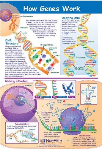  How Genes Work Poster, Laminated