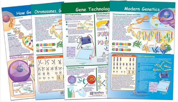  Chromosomes Bulletin Board Chart Set of 4