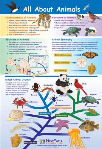  All About Animals Poster, Laminated