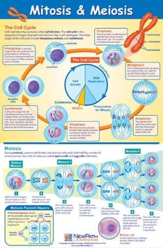  Mitosis & Meiosis Poster, Laminated