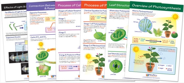  Photosynthesis & Respiration Bulletin Board Chart Set of 6