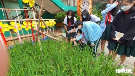 Ruộng lúa vào sân trường, học sinh thành phố hào hứng trải nghiệm