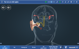 Học sinh học môn Sinh học dễ hiểu hơn nhờ mô hình 3D minh hoạ trực quan