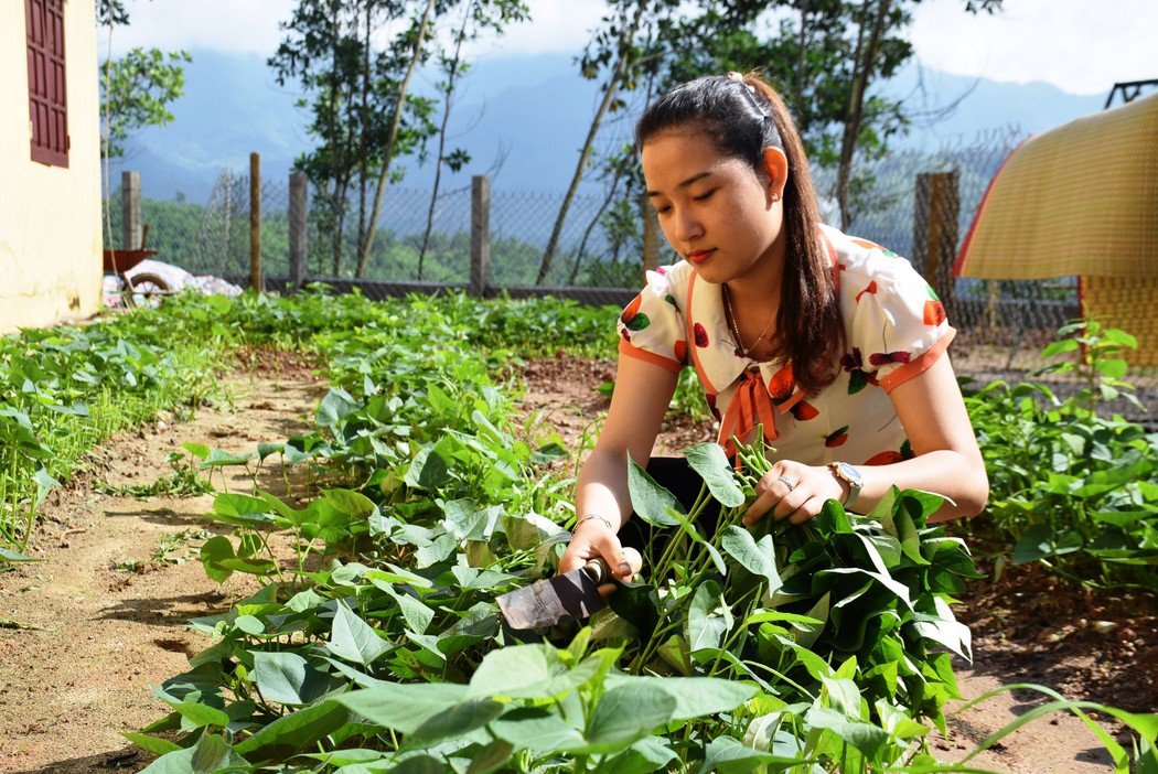  Hiệu Trưởng và Thầy Cô Trồng Rau, Nuôi Lợn Để Cải Thiện Bữa Ăn Học Trò